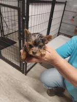 Bethany, a female Yorkshire Terrier for sale in Hattieville, AR – Photo 6 of 7