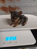 Bethany, a female Yorkshire Terrier for sale in Hattieville, AR – Photo 5 of 7