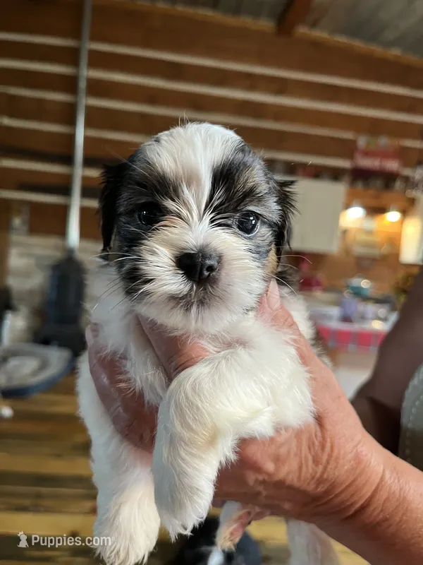 Sarah – Shorkie puppy for sale in Hattieville, AR