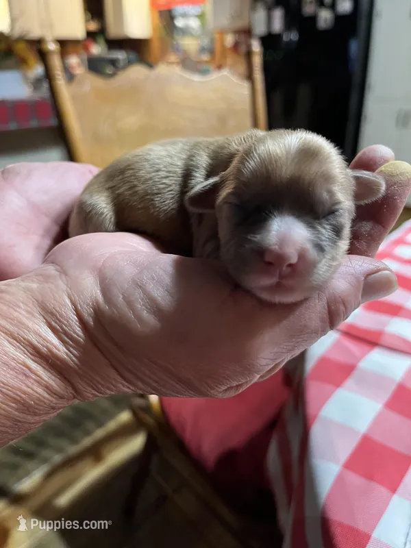 Bobby – Yorkipoo, Yorkshire Terrier puppy for sale in Hattieville, AR