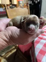 Bobby, a male Yorkipoo and Yorkshire Terrier for sale in Hattieville, AR – Photo 1 of 2