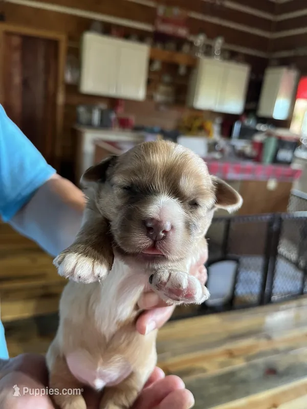 Bobby – Yorkipoo, Yorkshire Terrier puppy on hold in Hattieville, AR