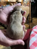 Bobby, a male Yorkipoo and Yorkshire Terrier for sale in Hattieville, AR – Photo 2 of 2
