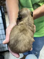 Wyatt, a male Shih Tzu for sale in Hattieville, AR – 2 of 4