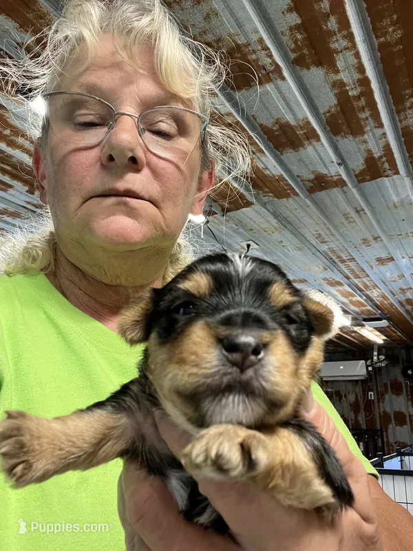 Gus, a male Yorkshire Terrier for sale in Hattieville, AR – 1 of 2