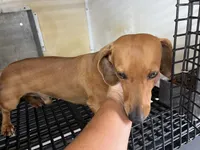 Luke, a male Miniature Dachshund for sale in Hattieville, AR – 3 of 3