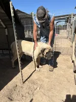 Jethro, a male English Mastiff for sale in Hattieville, AR – 2 of 5