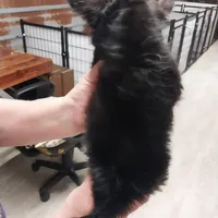 Sylvester , a male Chihuahua for sale in Hattieville, AR – Photo 2 of 3