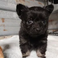 Sylvester , a male Chihuahua for sale in Hattieville, AR – Photo 3 of 3