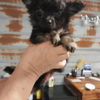 Sylvester , a male Chihuahua for sale in Hattieville, AR – Photo 1 of 3