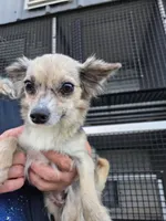 Cupcake, a female Chihuahua for sale in Hattieville, AR – Photo 3 of 4