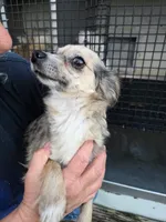 Cupcake, a female Chihuahua for sale in Hattieville, AR – Photo 2 of 4