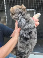 Cupcake, a female Chihuahua for sale in Hattieville, AR – Photo 4 of 4