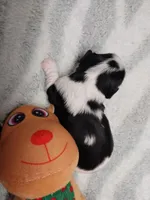 Casey, a male Cavalier King Charles Spaniel for sale in Hattieville, AR – Photo 3 of 5