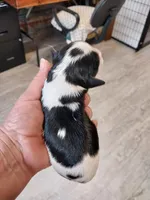 Casey, a male Cavalier King Charles Spaniel for sale in Hattieville, AR – Photo 5 of 5