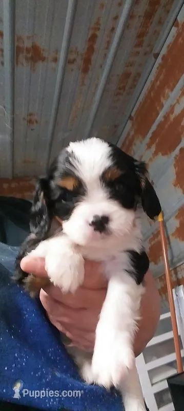 Casey – Cavalier King Charles Spaniel puppy for sale in Hattieville, AR