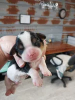 Casey, a male Cavalier King Charles Spaniel for sale in Hattieville, AR – Photo 4 of 5