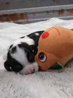 Casey, a male Cavalier King Charles Spaniel for sale in Hattieville, AR – Photo 2 of 5