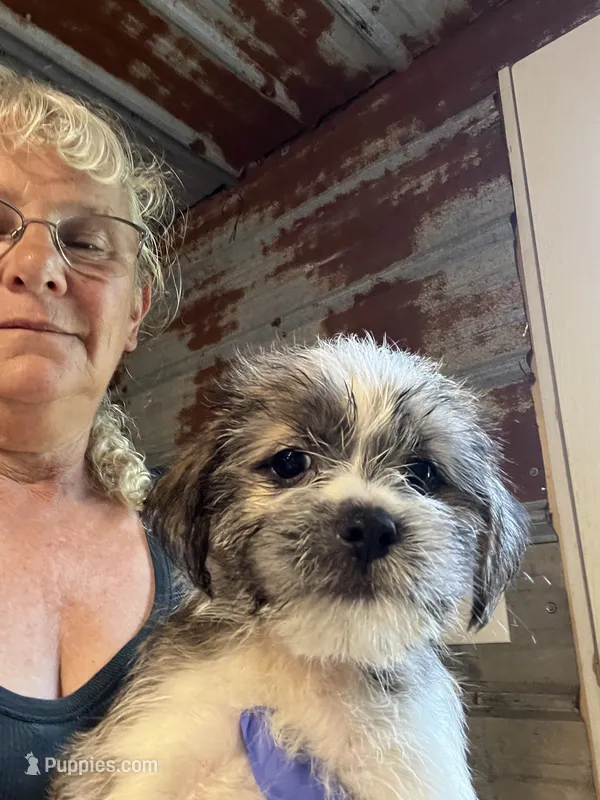 Curly – Shorkie puppy for sale in Hattieville, AR