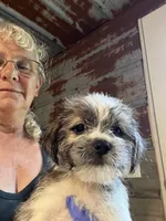 Curly, a male Shorkie for sale in Hattieville, AR – 3 of 9