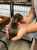 Sandy, a female Cocker Spaniel for sale in Hattieville, AR – 2 of 3