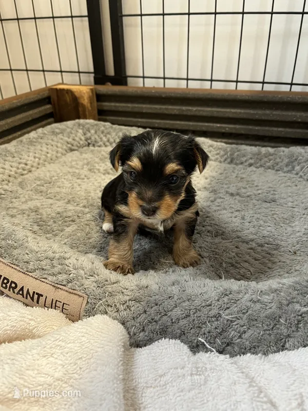 Gus – Yorkshire Terrier puppy for sale in Hattieville, AR