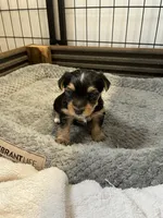 Gus, a male Yorkshire Terrier for sale in Hattieville, AR – 3 of 6