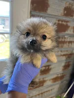 Jody, a male Pomeranian for sale in Hattieville, AR – Photo 4 of 5