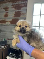 Jody, a male Pomeranian for sale in Hattieville, AR – Photo 2 of 5