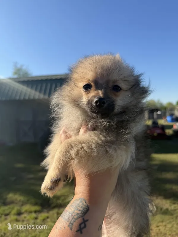 Jody – Pomeranian puppy for sale in Hattieville, AR