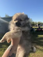 Jody, a male Pomeranian for sale in Hattieville, AR – Photo 3 of 5