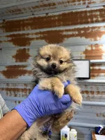 Jody, a male Pomeranian for sale in Hattieville, AR – Photo 5 of 5