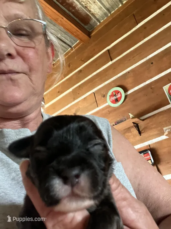 Bo – Yorkipoo, Yorkshire Terrier puppy for sale in Hattieville, AR