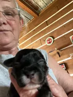 Bo, a male Yorkipoo and Yorkshire Terrier for sale in Hattieville, AR – Photo 5 of 8