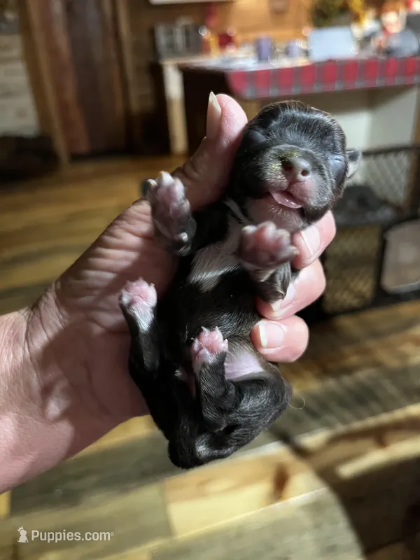 Bo – Yorkipoo, Yorkshire Terrier puppy for sale in Hattieville, AR