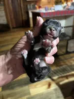 Bo, a male Yorkipoo and Yorkshire Terrier for sale in Hattieville, AR – Photo 1 of 3