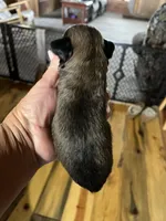 Bo, a male Yorkipoo and Yorkshire Terrier for sale in Hattieville, AR – Photo 3 of 8