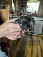 Bo, a male Yorkipoo and Yorkshire Terrier for sale in Hattieville, AR – Photo 2 of 8