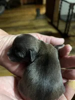 Bo, a male Yorkipoo and Yorkshire Terrier for sale in Hattieville, AR – Photo 3 of 3