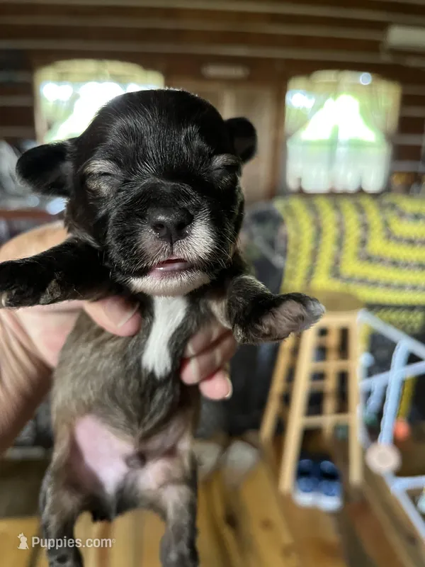 Bo – Yorkipoo, Yorkshire Terrier puppy for sale in Hattieville, AR