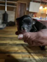 Bo, a male Yorkipoo and Yorkshire Terrier for sale in Hattieville, AR – Photo 2 of 3