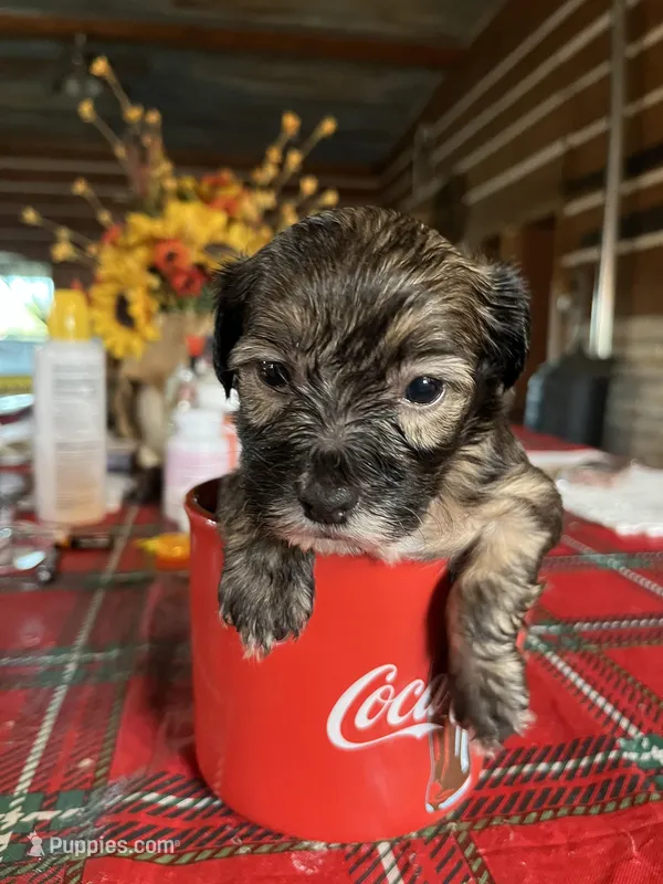 Bo – Yorkipoo, Yorkshire Terrier puppy for sale in Hattieville, AR