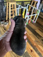 Bo, a male Yorkipoo and Yorkshire Terrier for sale in Hattieville, AR – Photo 4 of 8