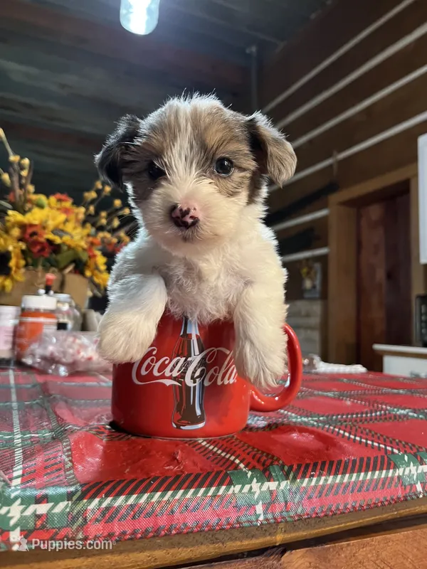 Archie – Yorkshire Terrier puppy for sale in Hattieville, AR