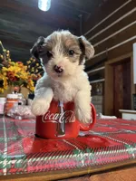 Archie, a male Yorkshire Terrier for sale in Hattieville, AR – 1 of 9