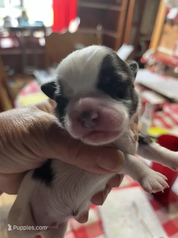 Mo, a male Shorkie for sale in Hattieville, AR – Photo 1 of 2