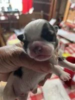 Mo, a male Shorkie for sale in Hattieville, AR – Photo 1 of 2