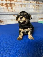 Barney, a male Yorkshire Terrier for sale in Hattieville, AR – 4 of 8