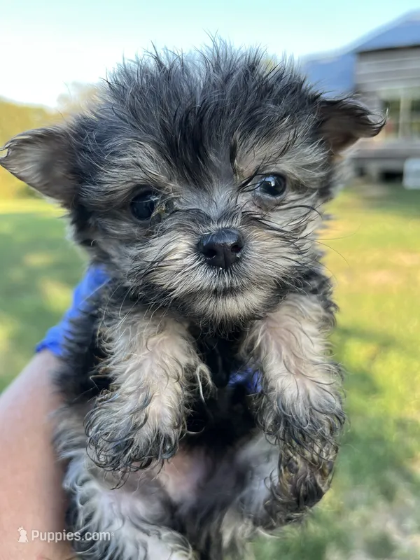 Romeo – Chorkie puppy for sale in Hattieville, AR
