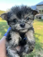 Romeo, a male Chorkie for sale in Hattieville, AR – 1 of 9